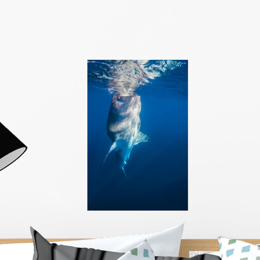 Whale Shark Exhibiting Bottle Wall Decal