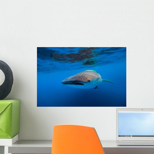 Whale Shark Isla Mujeres Left Profile Wall Decal