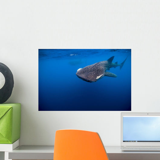 Whale Shark Isla Mujeres Open Water Wall Decal