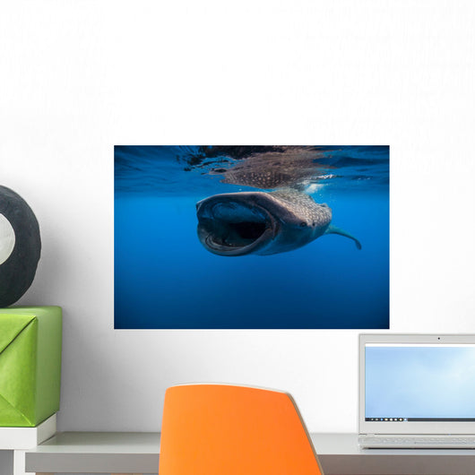 Whale Shark Isla Mujeres Wide Mouth Wall Decal