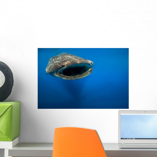 Whale Shark Isla Mujeres Approaching Wall Decal