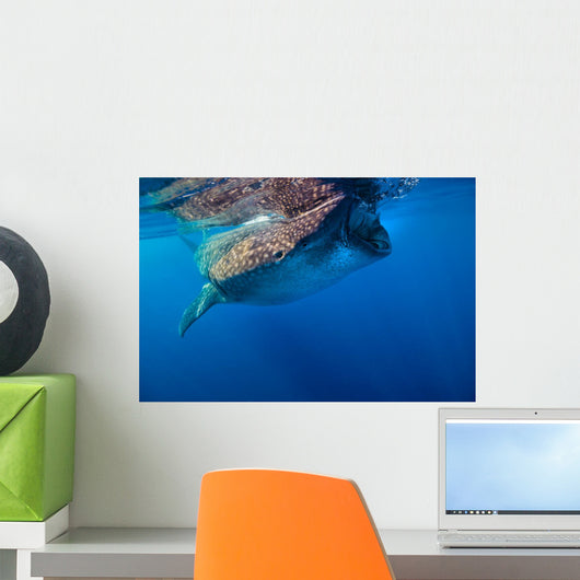 Whale Shark Isla Mujeres Surface Wall Decal