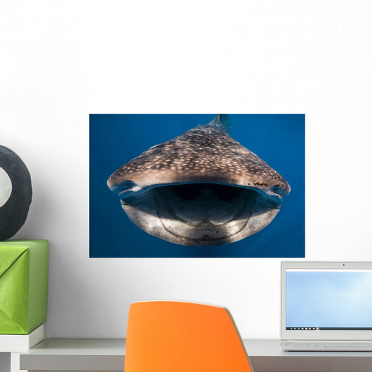 Whale Shark Isla Mujeres Open Mouth Wall Decal