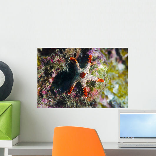 Peppermint Sea Star Tioman Wall Decal