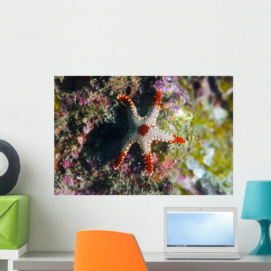 Peppermint Sea Star Tioman Wall Decal