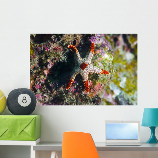 Peppermint Sea Star Tioman Wall Decal