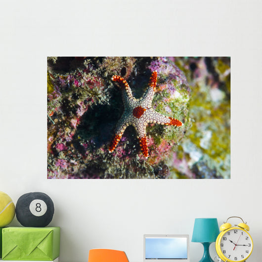 Peppermint Sea Star Tioman Wall Decal