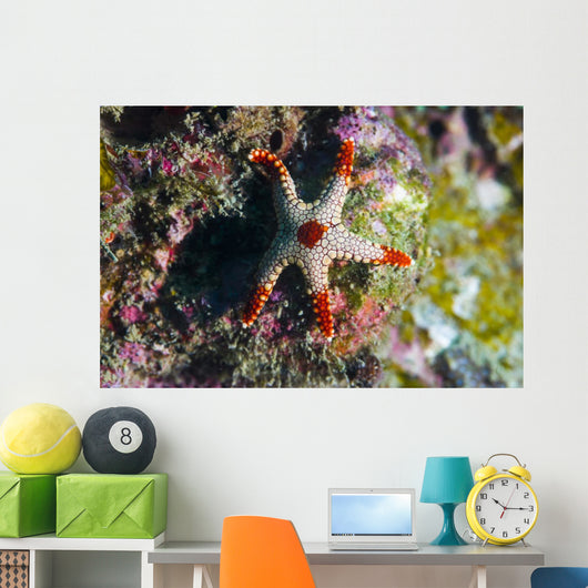 Peppermint Sea Star Tioman Wall Decal