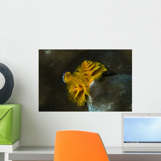 Christmas Tree Worm Raja Wall Decal