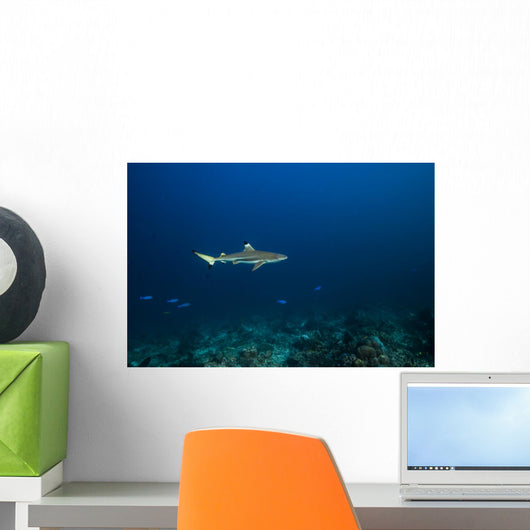 Blacktip Shark St Croix Wall Decal