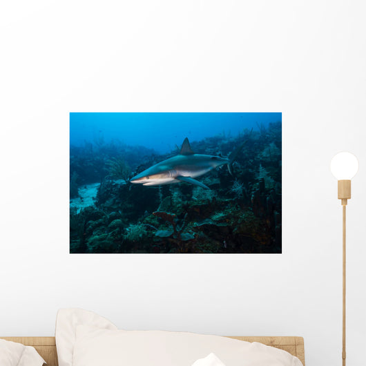 Reef Shark Swimming across Wall Decal