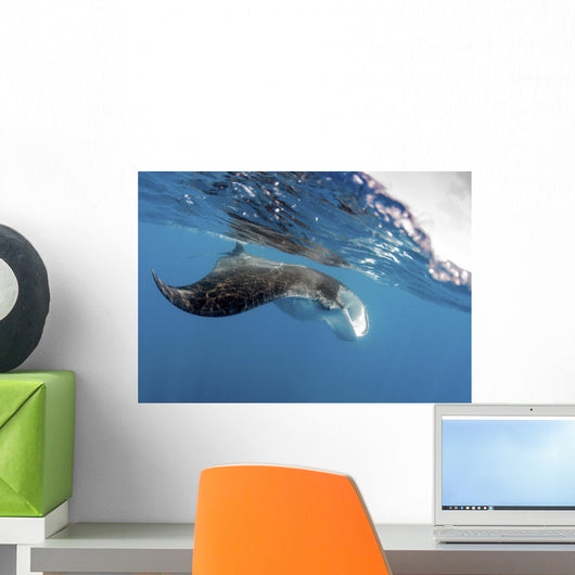 Manta Ray off Coast Wall Decal