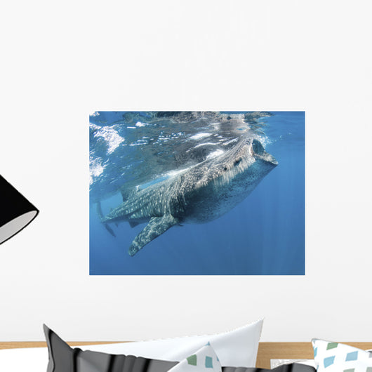 Whale Shark Feeding off Wall Decal Design 4