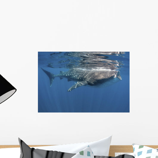 Whale Shark Feeding off Wall Decal Design 3