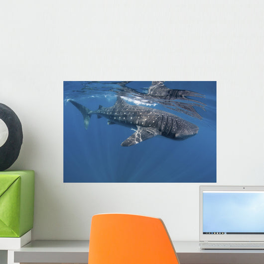 Whale Shark Feeding off Wall Decal Design 2