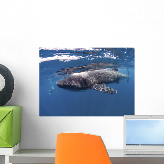 Whale Shark Feeding off Wall Decal Design 1