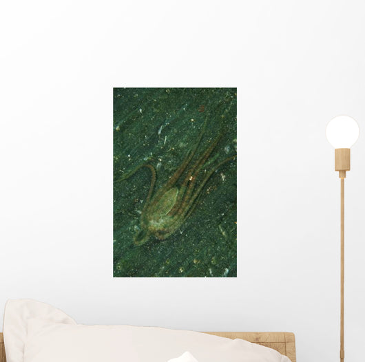 Octopus Fleeing Mimicking Flounder Wall Decal