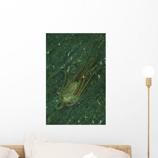 Octopus Fleeing Mimicking Flounder Wall Decal