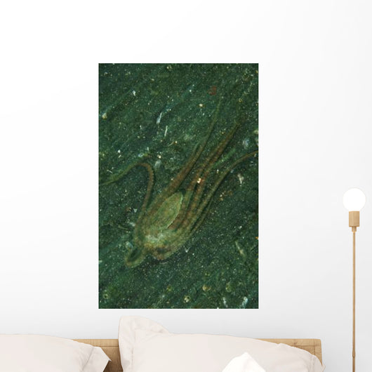 Octopus Fleeing Mimicking Flounder Wall Decal