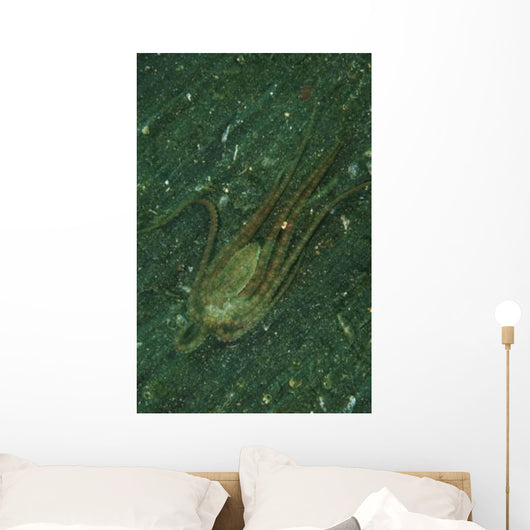 Octopus Fleeing Mimicking Flounder Wall Decal