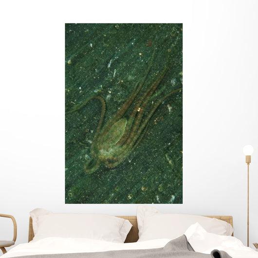 Octopus Fleeing Mimicking Flounder Wall Decal