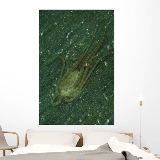 Octopus Fleeing Mimicking Flounder Wall Decal