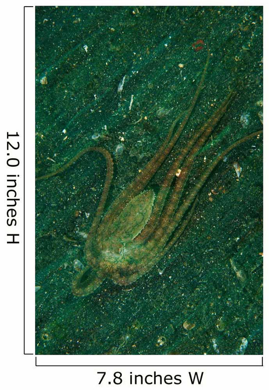 Octopus Fleeing Mimicking Flounder Wall Decal