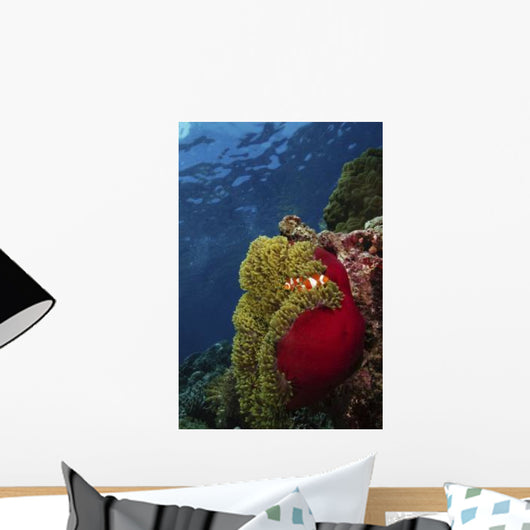 Clownfish inside Red and Wall Decal