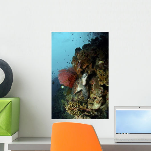 Green Sea Turtle with Wall Decal