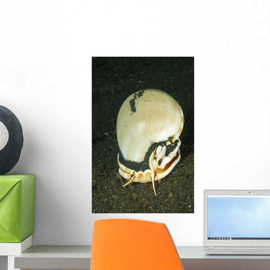 Large White Seashell Hunting Wall Decal