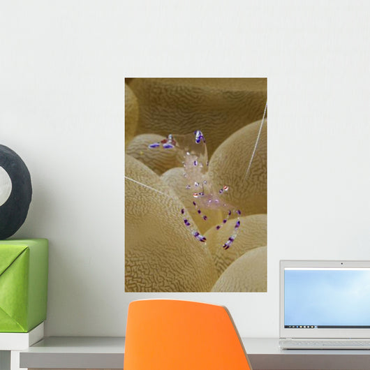 Blue and White Transparent Wall Decal