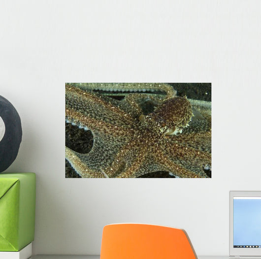 Mimic Octopus with Arms Wall Decal