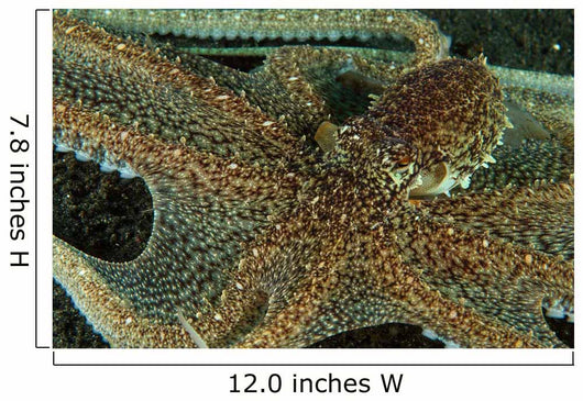 Mimic Octopus with Arms Wall Decal