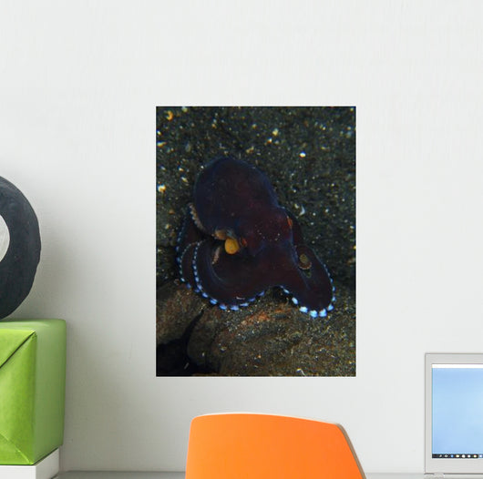 Darkly-colored Coconut Octopus North Wall Decal