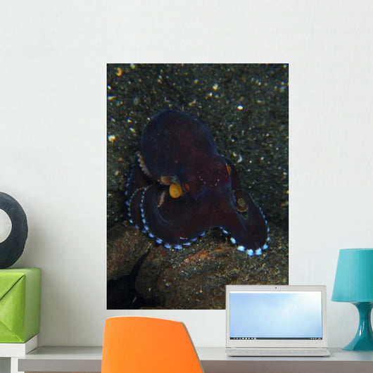 Darkly-colored Coconut Octopus North Wall Decal