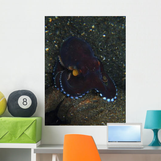 Darkly-colored Coconut Octopus North Wall Decal