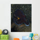 Darkly-colored Coconut Octopus North Wall Decal