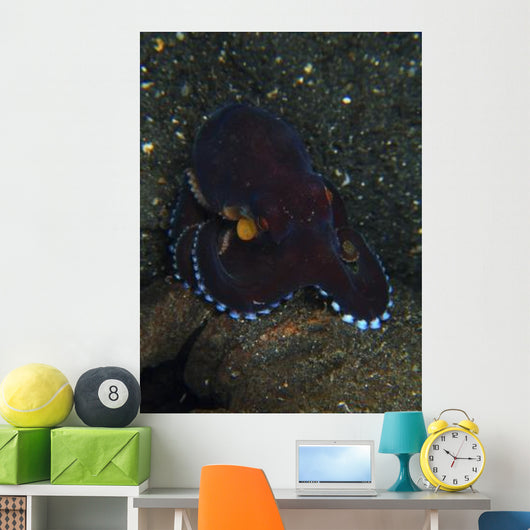 Darkly-colored Coconut Octopus North Wall Decal