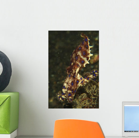 Blue-ring Octopus Black Sand Wall Decal