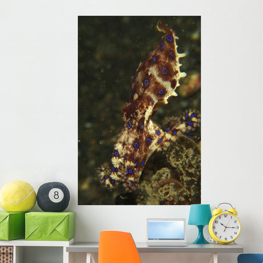 Blue-ring Octopus Black Sand Wall Decal