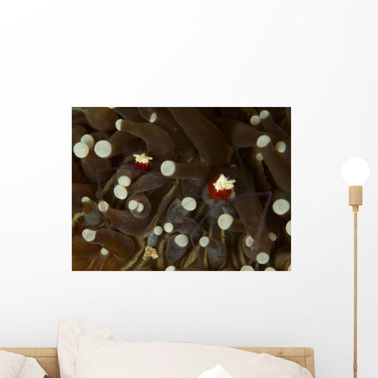 Mushroom Coral Ghost Shrimps Wall Decal
