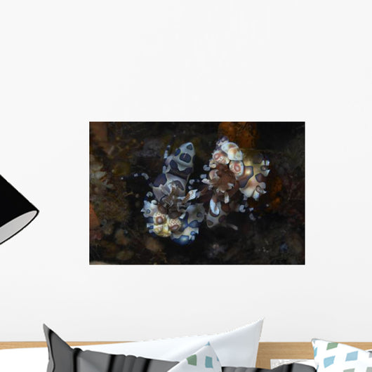 Harlequin Shrimp Feeding Arm Wall Decal
