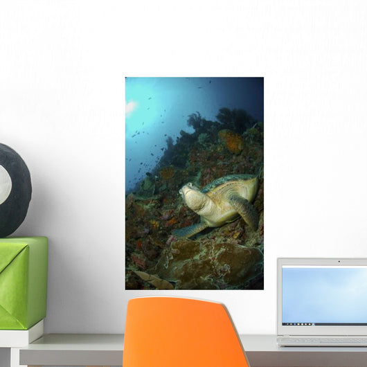 Green Sea Turtle Resting Wall Decal