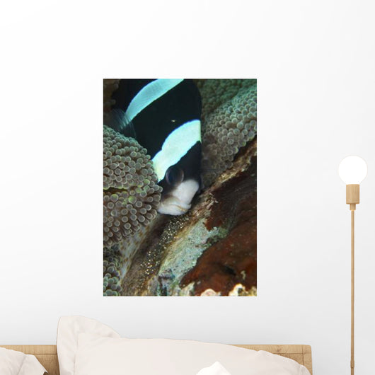 Black and White Anemone Wall Decal