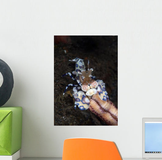 Harlequin Shrimp Eating Arm Wall Decal
