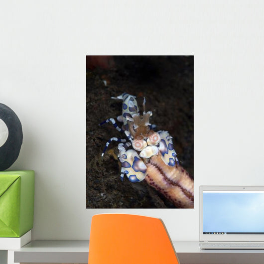 Harlequin Shrimp Eating Arm Wall Decal