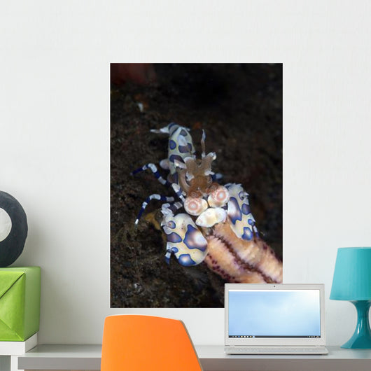 Harlequin Shrimp Eating Arm Wall Decal