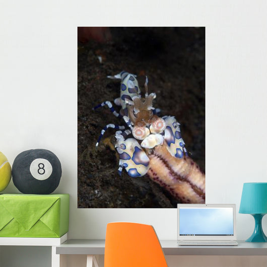 Harlequin Shrimp Eating Arm Wall Decal