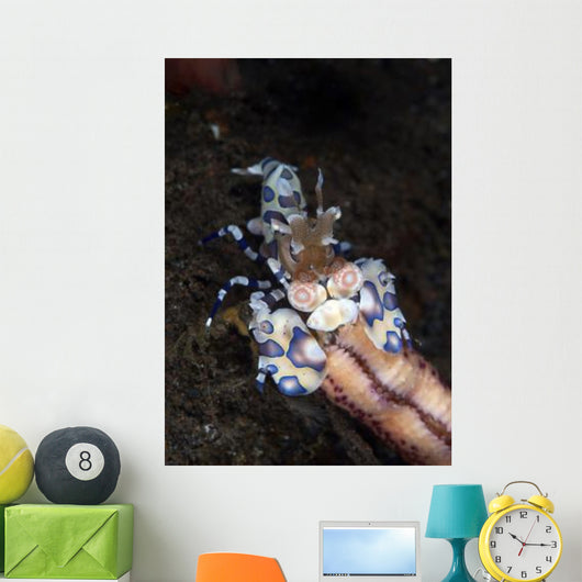 Harlequin Shrimp Eating Arm Wall Decal
