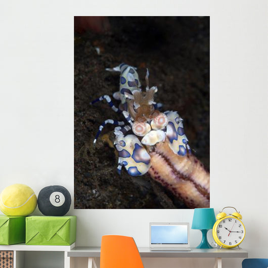Harlequin Shrimp Eating Arm Wall Decal
